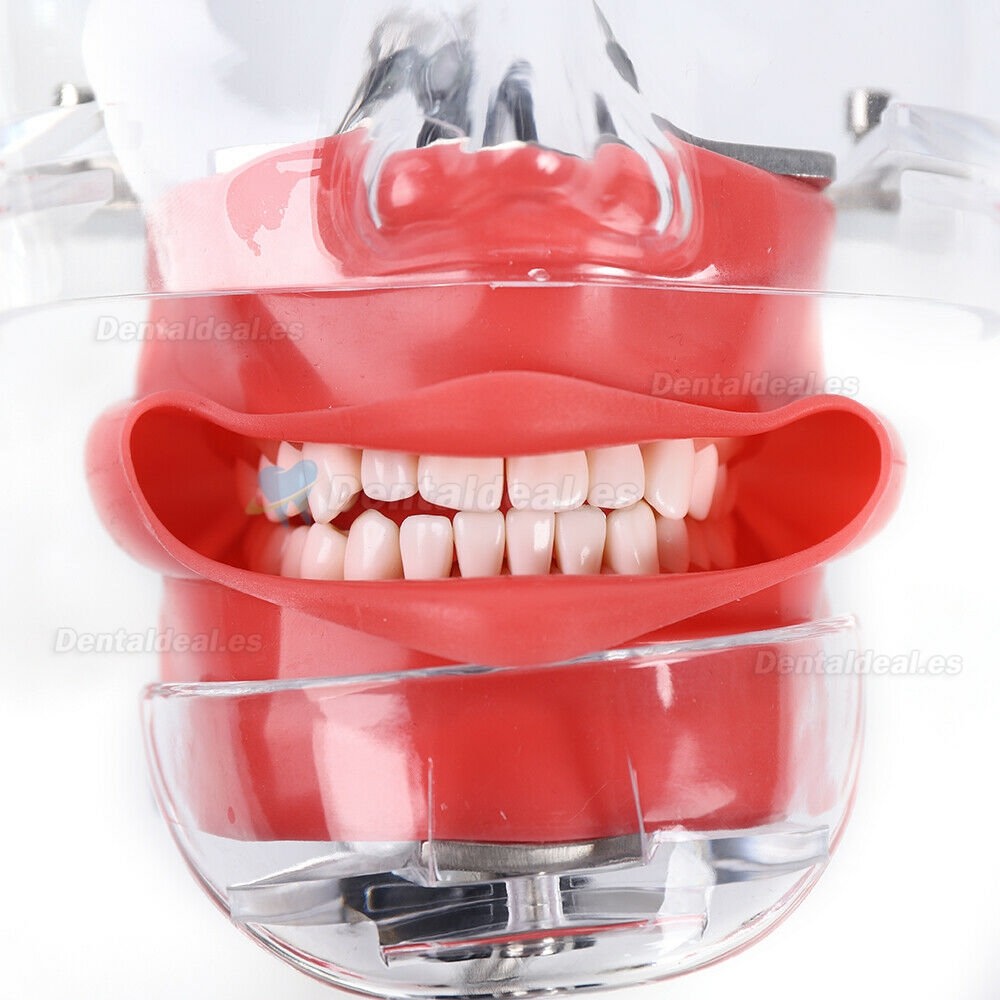 Dental Manikin Phantom Head Model Tooth Teeth Training Simulator Bench Mounted